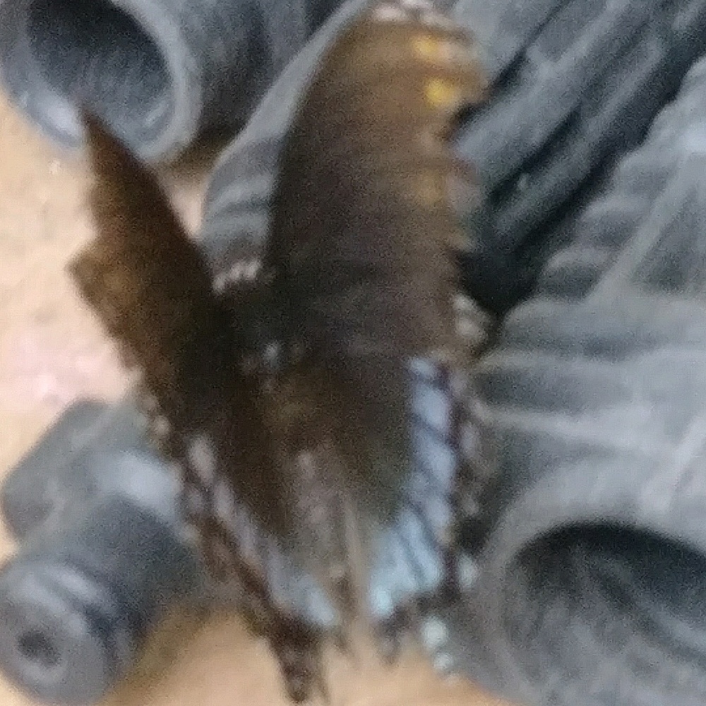 Meet your Posher, Shannon